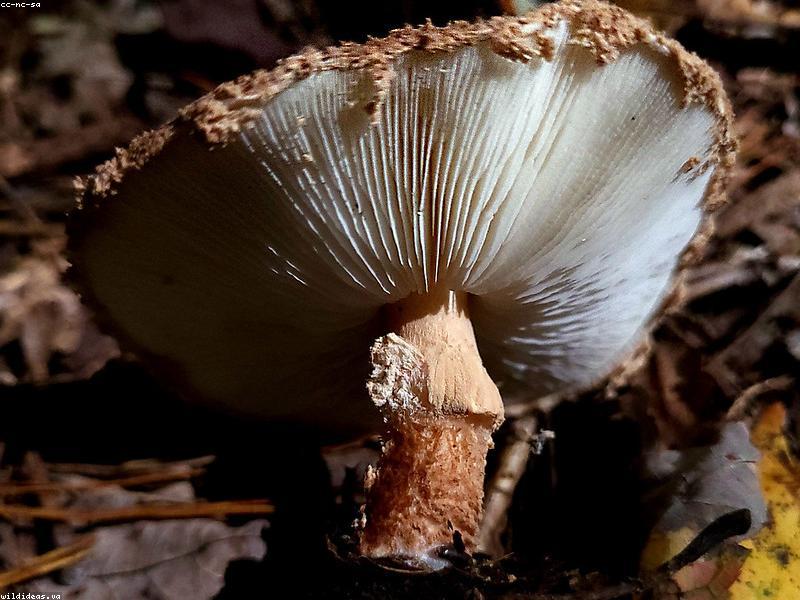 Therapeut macht sich Notizen während einer psilocybin-gestützten Therapiesitzung in Europa