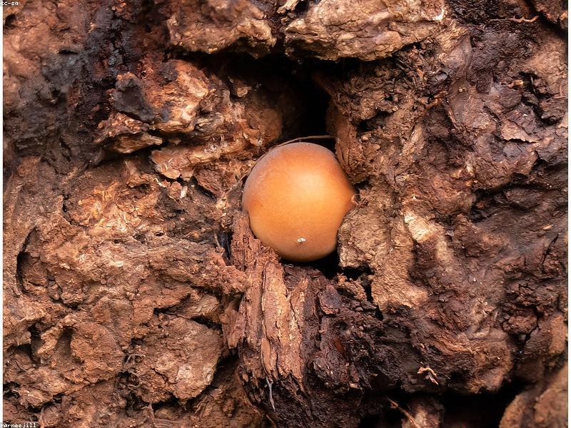 Une personne mettant sous vide un sac de champignons séchés à l’aide d’une machine de mise sous vide, dans une cuisine moderne.